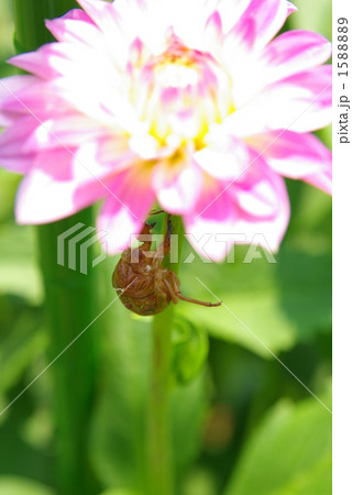 ダリアと空蝉 ダリアと空蝉 1588889