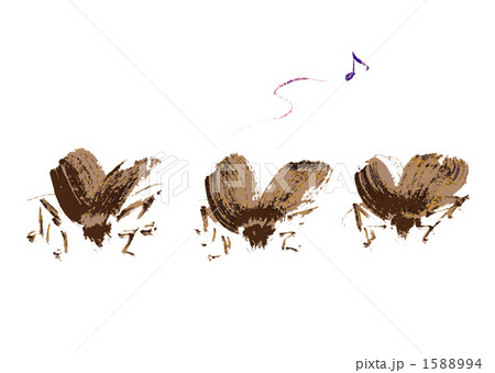 鈴虫 鈴虫 1588994