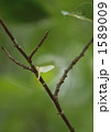 1589009