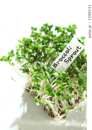ブロッコリースプラウト 1589231