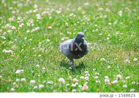 片足のハト 1589625