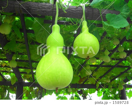 ひょうたん 1589728