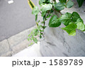 街角のつる草 1589789