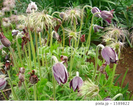 オキナソウ 1589822