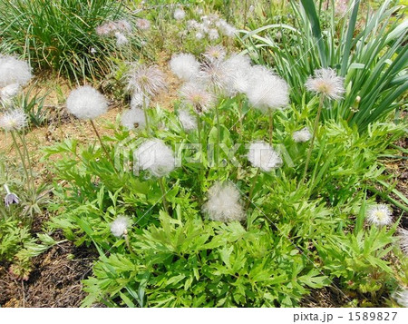 オキナソウ 1589827