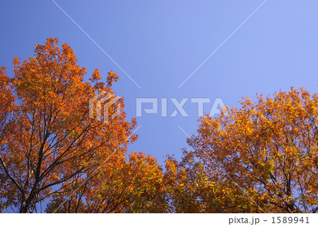 黄葉と青空 1589941