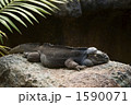 イグアナ 1590071