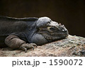 イグアナ 1590072