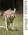 カンガルー 1590078