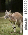カンガルー 1590079