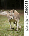 カンガルー 1590083