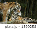 トラ 1590258
