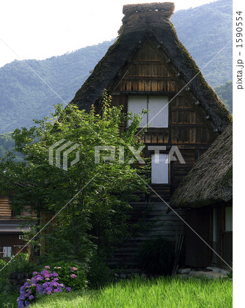 白川郷（紫陽花） 1590554