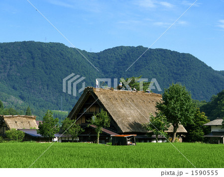 白川郷茅葺き屋根の葺き替え 白川郷茅葺き屋根の葺き替え 1590555