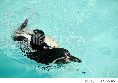 ｍａｒｕｙａｍａ．ｚｏｏ 1590785