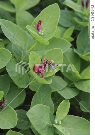 チシマヒョウタンボク 1590942