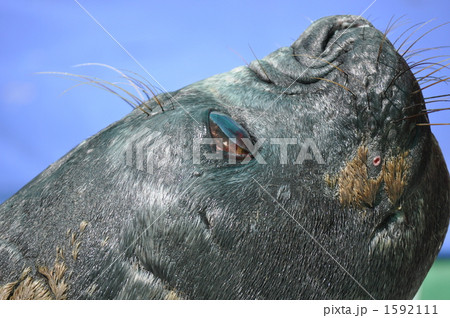 じっと見つめるゾウアザラシ 1592111