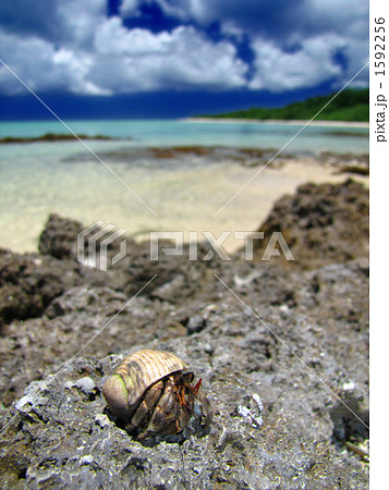 ヤドカリと海 1592256