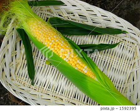 もぎたてのとうもろこし 1592395