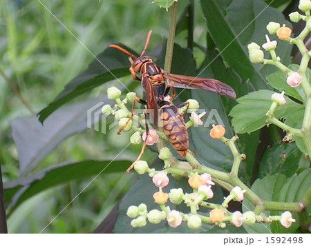 セグロアシナガバチ 1592498