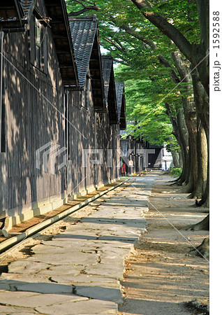酒田散歩・山居倉庫とケヤキ並木 1592588