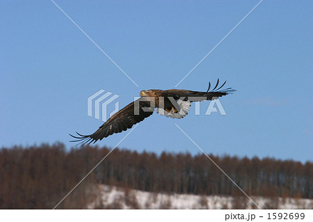 オジロワシ オジロワシ 1592699