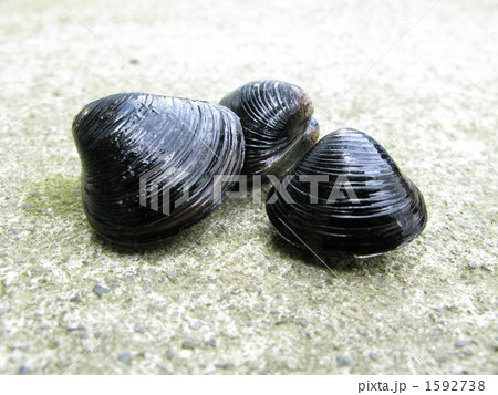 シジミ 1592738