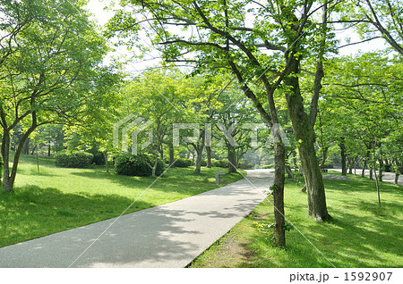 新緑の自然公園 1592907