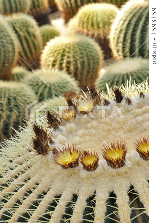 サボテンの花 1593159