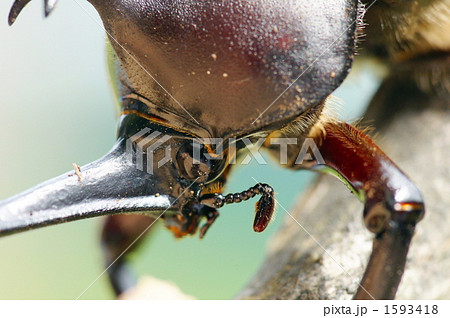カブトムシ 1593418