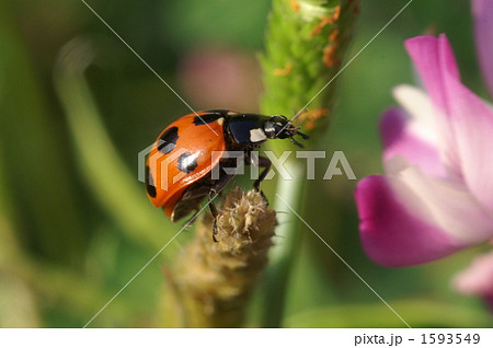 蓮華の花とナナホシテントウ 蓮華の花とナナホシテントウ 1593549