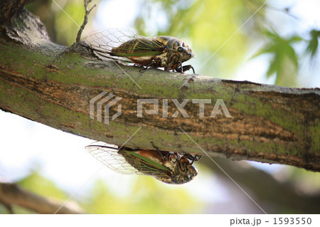 クマゼミ クマゼミ 1593550