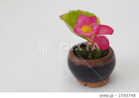 小鉢に挿し花 1593748