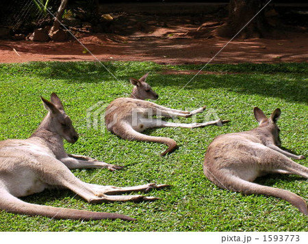 3兄弟?カンガルー 3兄弟?カンガルー 1593773