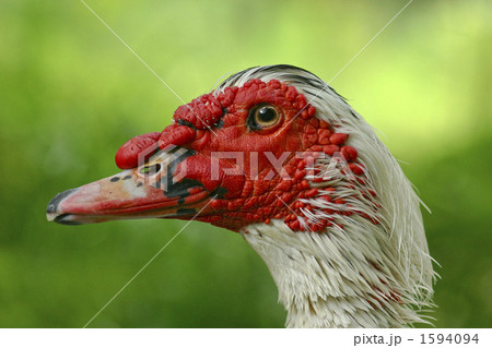 バリケンの顔のアップ バリケンの顔のアップ 1594094