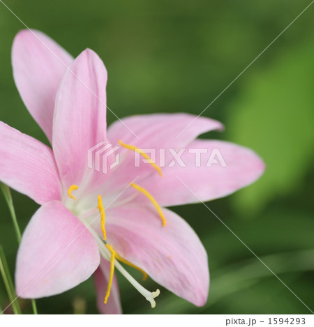 サフランモドキ サフランモドキ 1594293