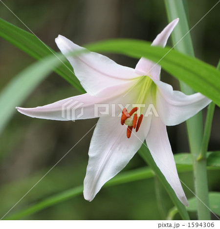 ササユリ 1594306