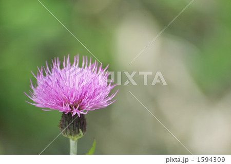 ノアザミ 1594309