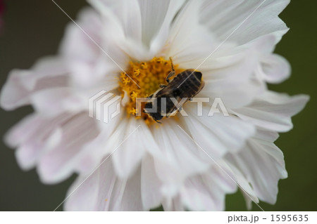 満開のコスモスの花 満開のコスモスの花 1595635