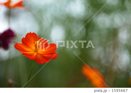 満開のコスモスの花 満開のコスモスの花 1595667