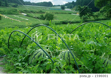 西瓜畑 1596001