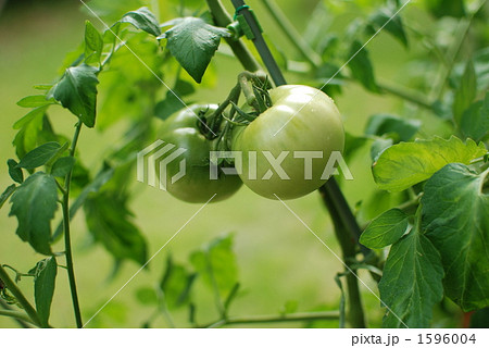 青トマト 1596004