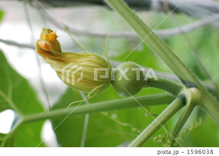 かぼちゃの雌花 1596038