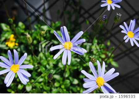 ブルーデージー 1596535