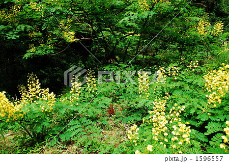 威光を放つ 威光を放つ 1596557