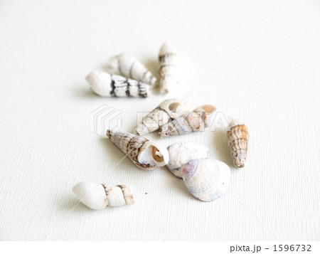 淡水で生息する貝の貝がら 1596732