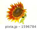 ひまわり 1596784