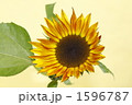 ひまわり 1596787