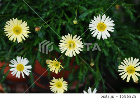 健気に咲く花 健気に咲く花 1596828