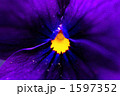 パンジー 1597352